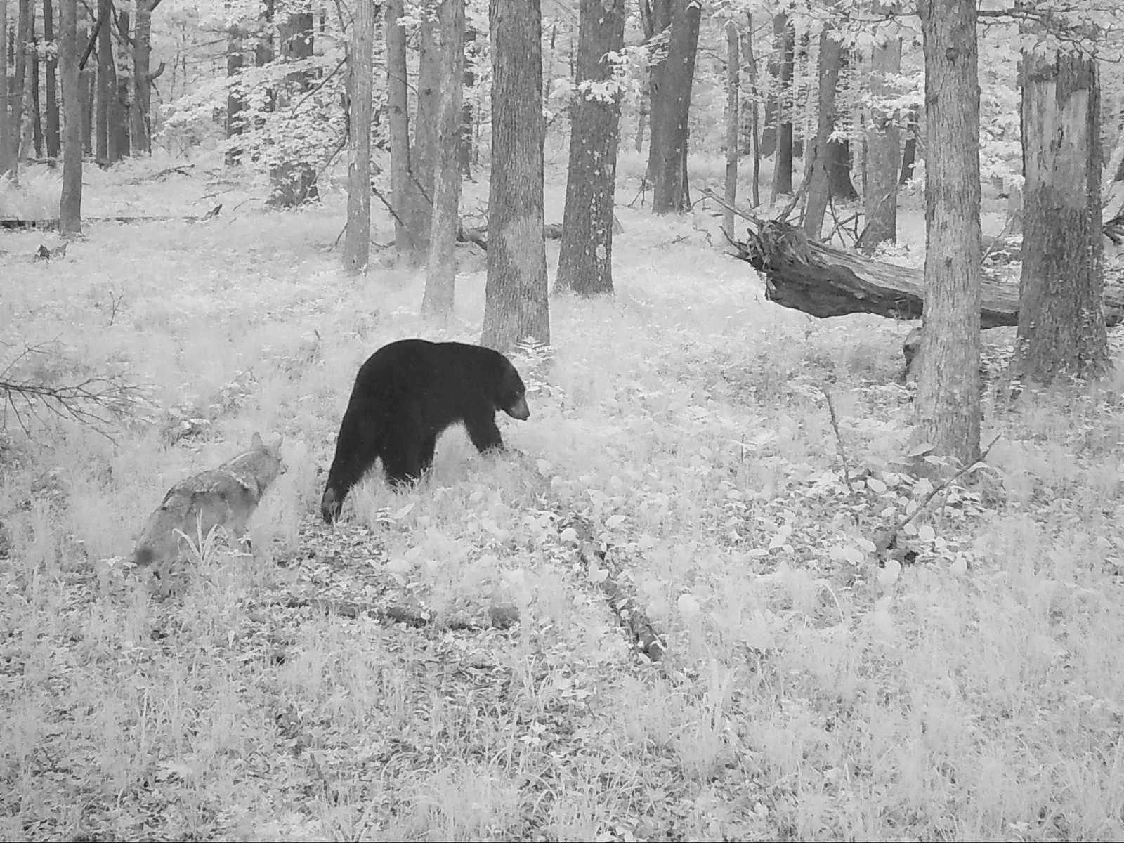 Juneau_Coyote_Bear_Interaction_SSWI000000013046167.jpg